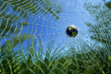 World in Wide Web (WWW concept) or Green Environment