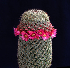 Cactus isolated on black background