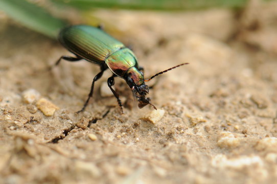 Col&eacute;opt&egrave;re