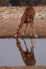 Trinkende Giraffe im Etosha Nationalpark, Namibia