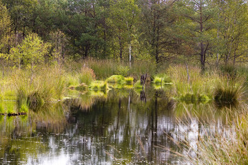 Fototapeta premium Pietzmoor
