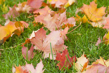 Maple leaves on a real green background