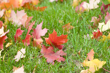 Maple leaves on a real green background
