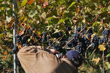 Fotograf im Weinberg