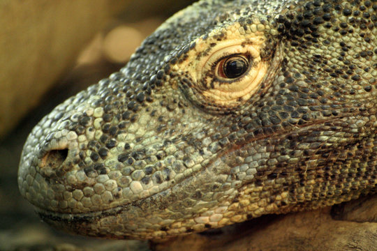 Dragon de Komodo