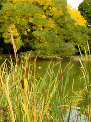 autumn on lake side, beautiful landscape