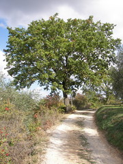 Fototapeta na wymiar Stare drzewo na drodze