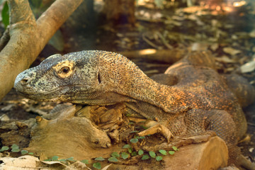 Dragon de Komodo