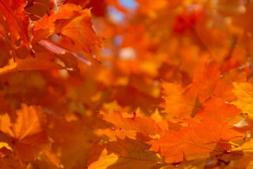 Naklejka na ściany i meble Tree in autumn colors