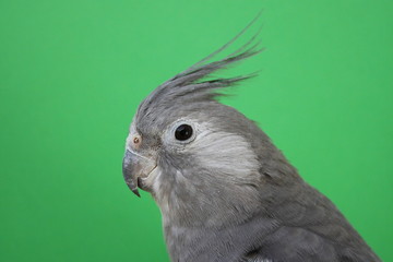 cockatiel headshot - whitefaced grey