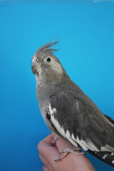 tame whitefaced grey cockatiel