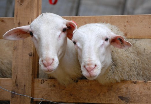 Duo de brebis