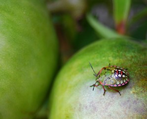 Punaise sur une tomate verte