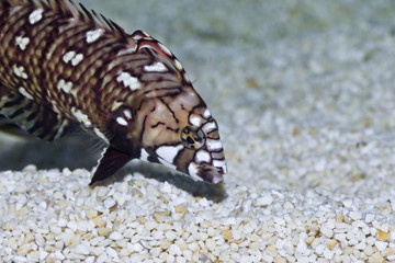 Novaculichthys taeniourus im Meerwasseraquarium