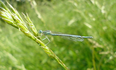 Fototapeta premium Damselfly