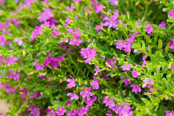 Thyme is used in cooking as a spice