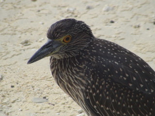 Yellow Crowned Night Heron (endemic to Galapagos Islands)