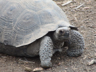 Fototapeta premium Giant Tortoise
