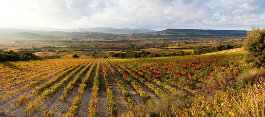 panoramique champ de vigne en automne