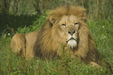 Close up of a Lion (Panthera leo)