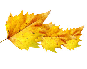 birch leaves on a solid white background