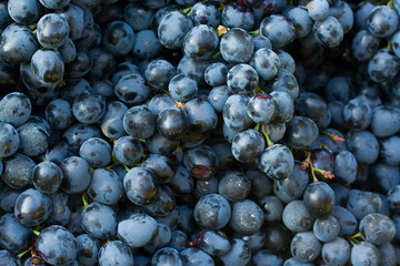 Bunch of grapes of different colors