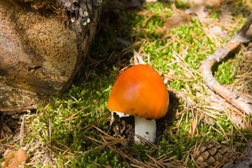 L'amanite