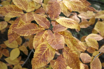 A pile of leaves changes color as fall comes