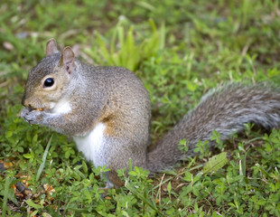 Naklejka na ściany i meble tree squirrel that is eating a kernel of corn