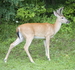whitetail deer buck with antlers in velvet