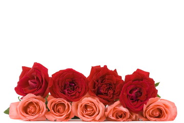 Red and Pink Roses on white background .