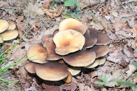 Champignons non comestibles en M&eacute;doc