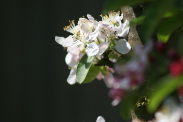 Obraz premium Blossom