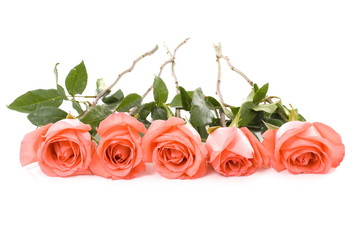 Five pink roses on white background .