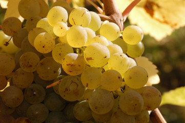 weiße Weintrauben Detail