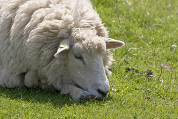 Liegendes Schaf auf dem Deich
