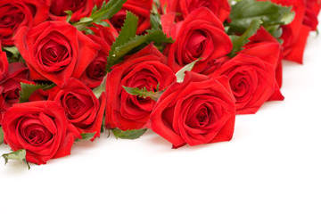 bunch of red roses on white background
