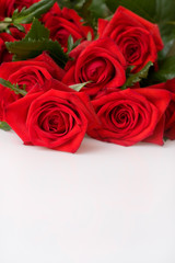 bunch of red roses on white background