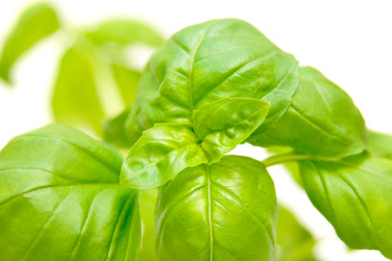 Fresh basil on white background.