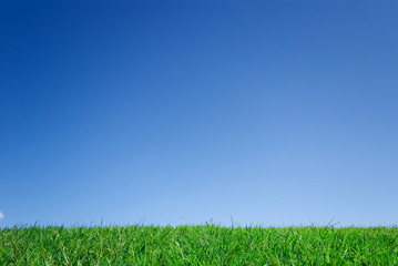 green grass and blue sky
