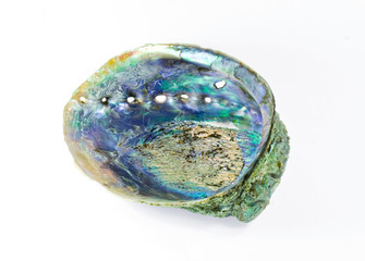 Paua shell , solated on white background with clipping path .
