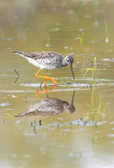 Reflections of a wading Greater Yellowlegs