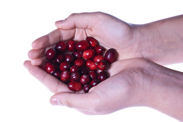 Delicious fresh organic cranberries  in two cupped hands