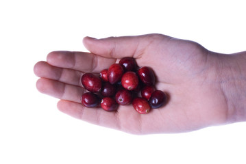 Delicious fresh organic cranberries in a palm of a hand