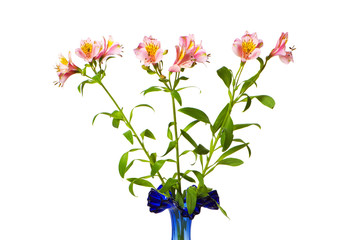 Colourful lilies isolated on the white background