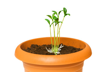 Green saplings growing in the clay pot