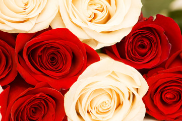 Background of the red and white roses