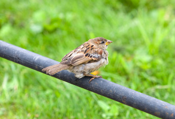 Sparrow sitting on a pipe against a grass