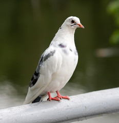 Portrait of a white pigeon in the high resolution