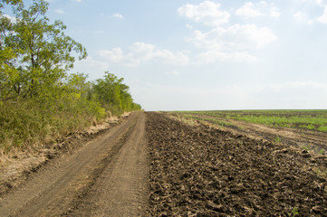 Fototapeta na wymiar rural road between the forest and field